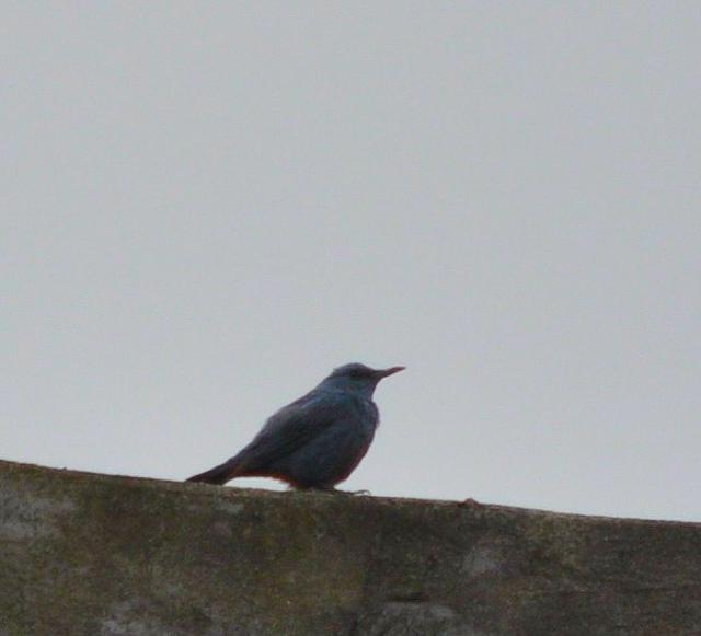 blue rock thrush